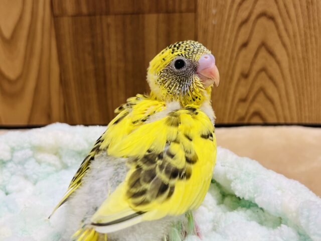 セキセイインコ