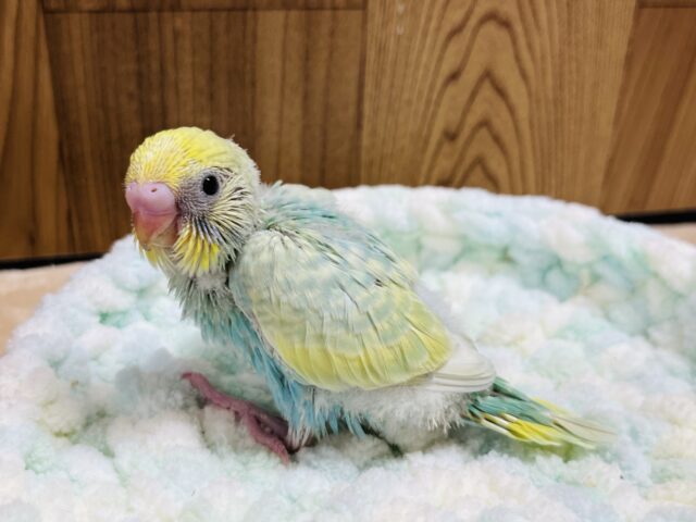 セキセイインコ