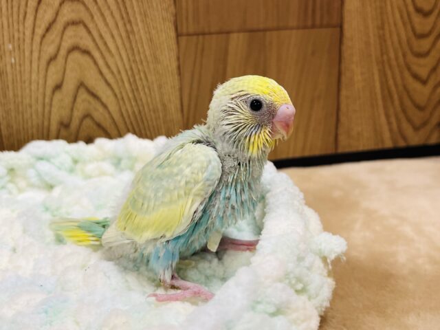 セキセイインコ