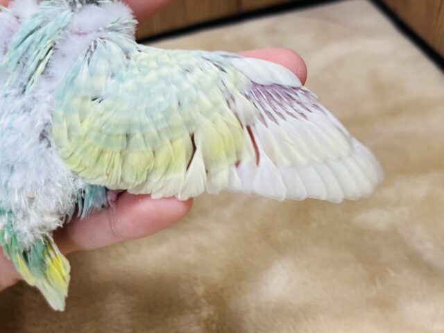 セキセイインコ