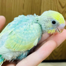 トロピカルフルーツみたい🍏♪セキセイインコ(パステルカラーレインボー) ヒナ