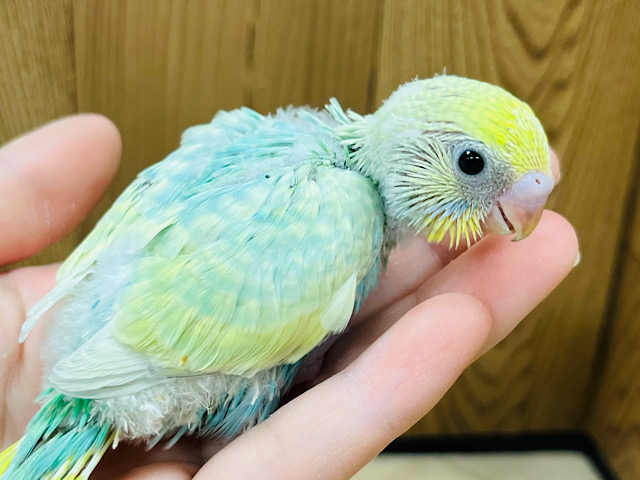 トロピカルフルーツみたい🍏♪セキセイインコ(パステルカラーレインボー) ヒナ