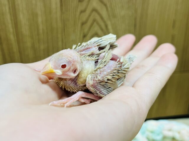 シナモン文鳥