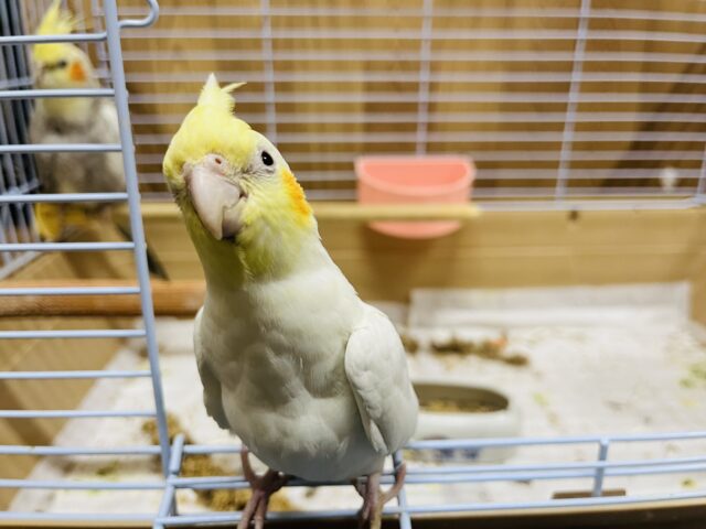 オカメインコ