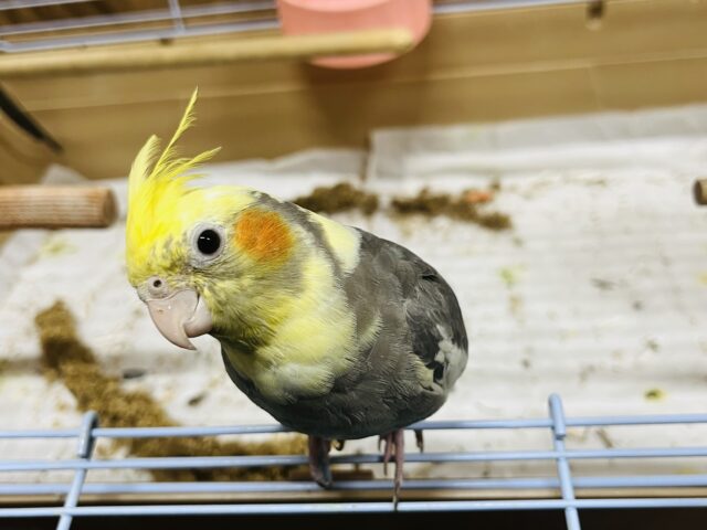 オカメインコ