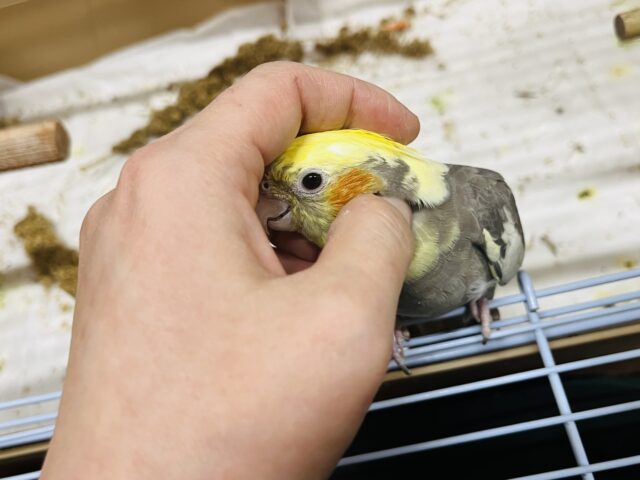 オカメインコ