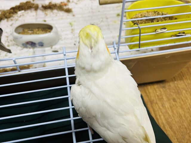 オカメインコ