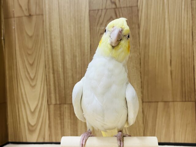 オカメインコ