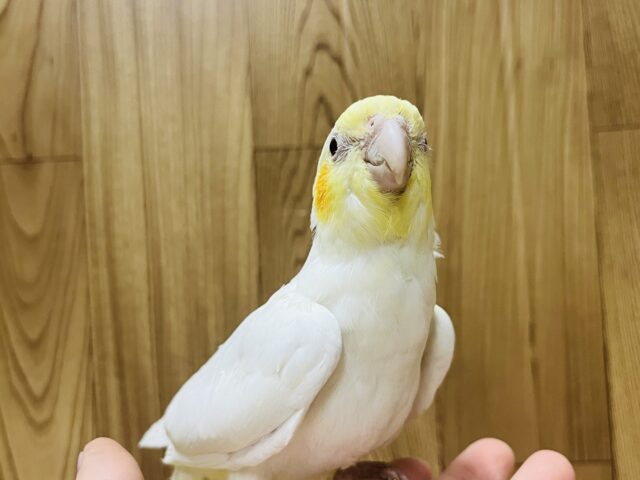 オカメインコ