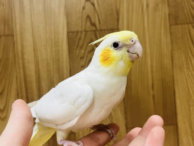 オカメインコ