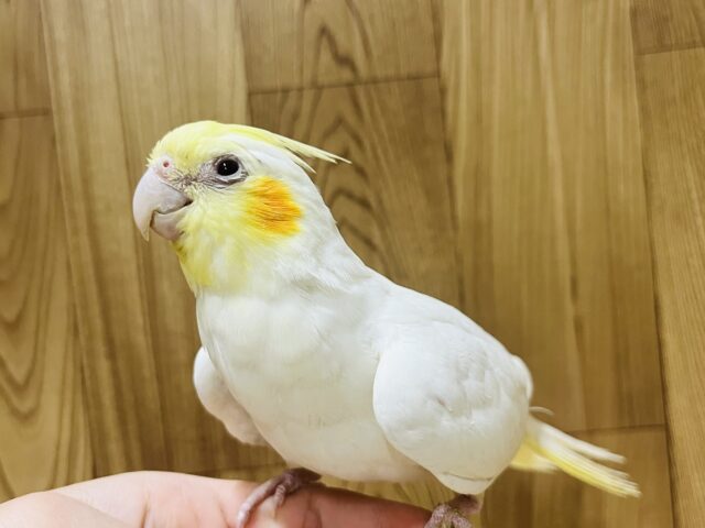 オカメインコ