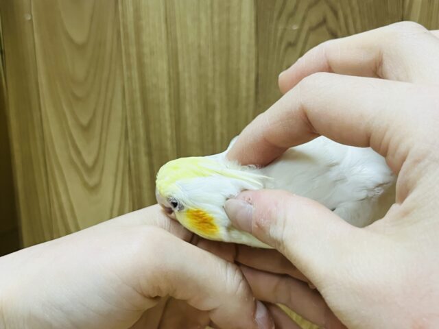 オカメインコ