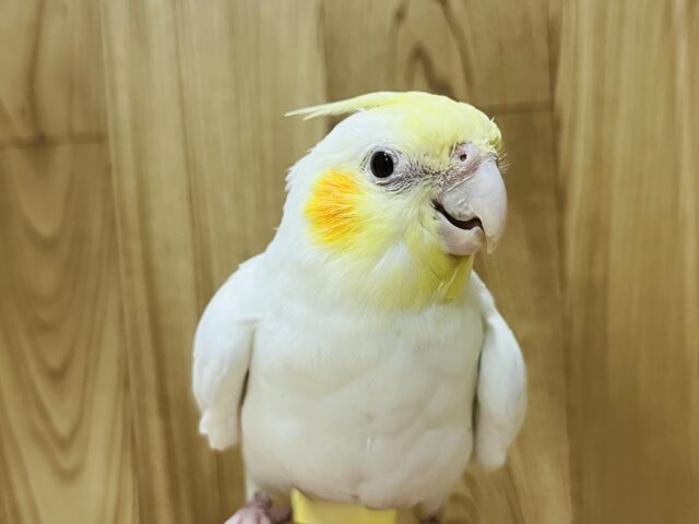 オカメインコ