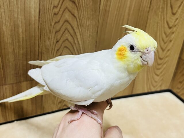 オカメインコ