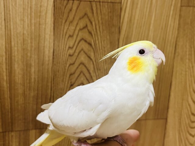 オカメインコ