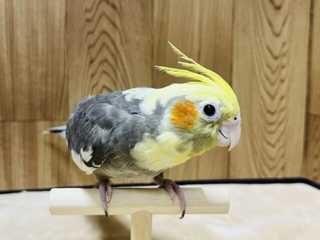 オカメインコ