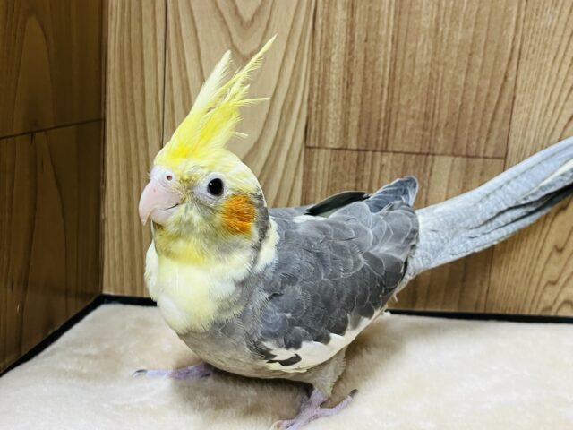 オカメインコ