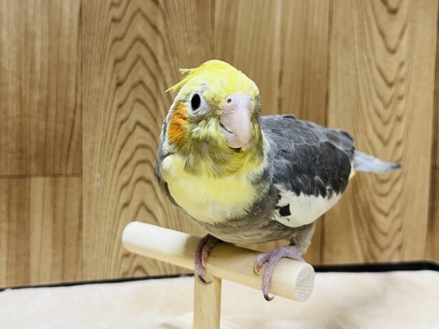 オカメインコ