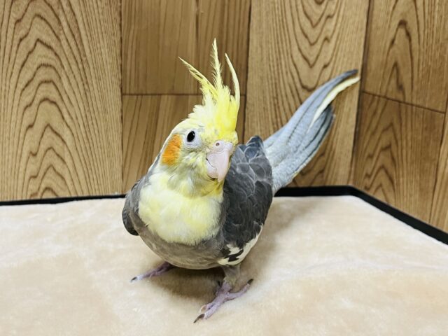 オカメインコ