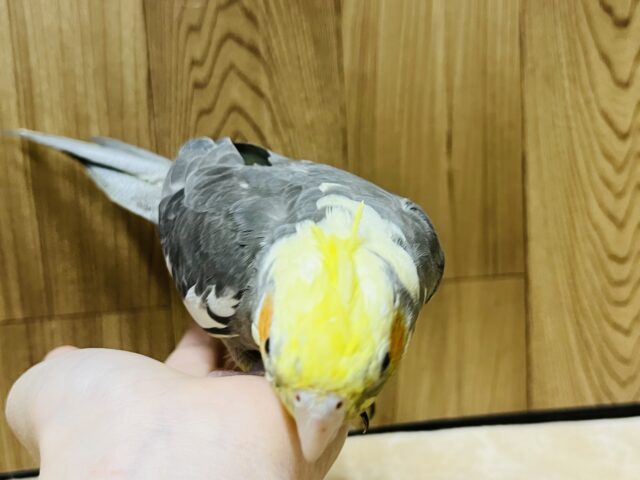 オカメインコ