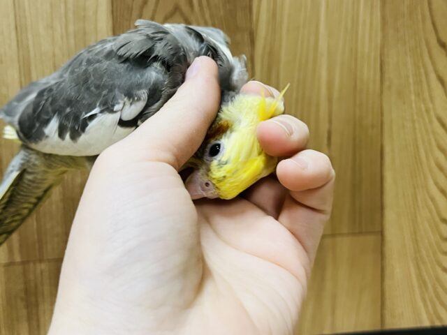 オカメインコ