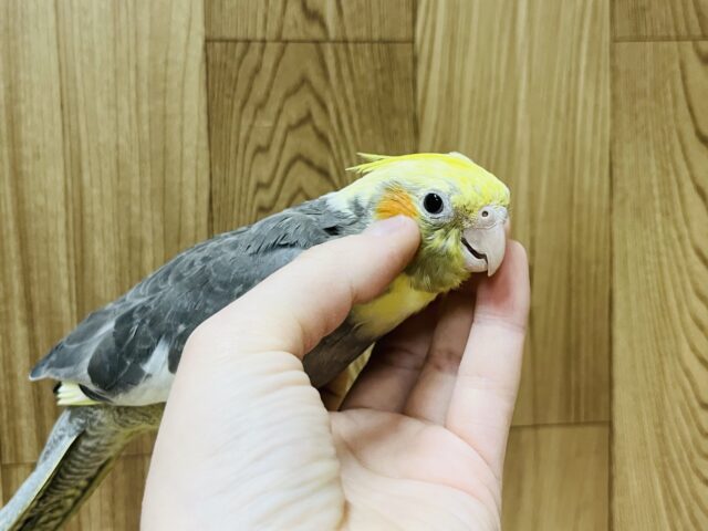 オカメインコ