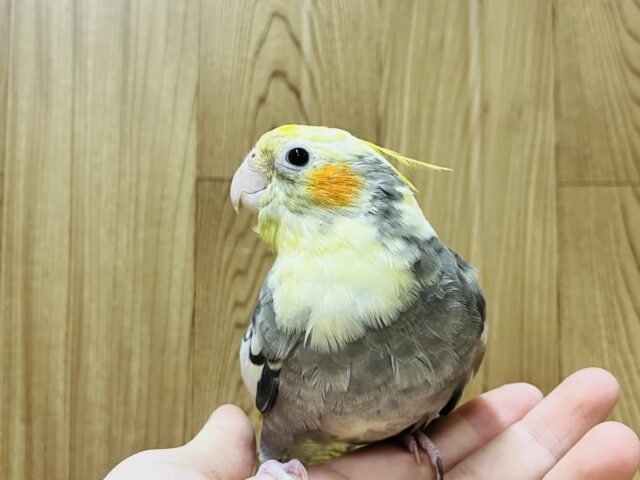 オカメインコ