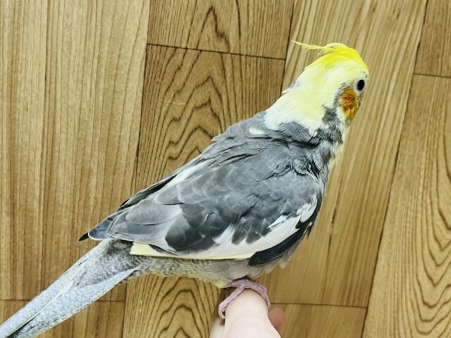 オカメインコ