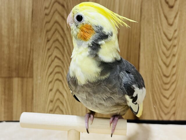 オカメインコ