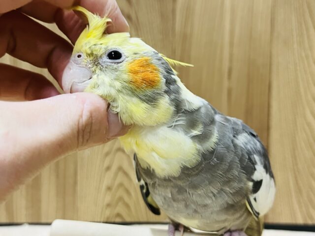 オカメインコ