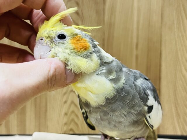 オカメインコ