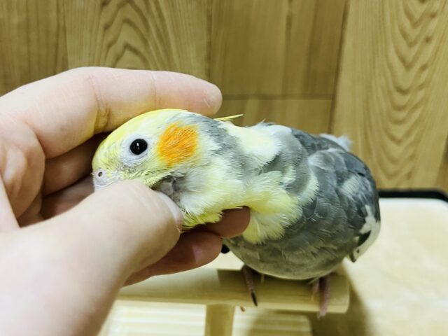 オカメインコ