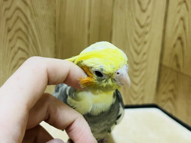 オカメインコ