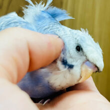【最新画像更新🪄】この見た目は……♩良いとこ取りのセキセイインコ(スパングルパイド) ヒナ