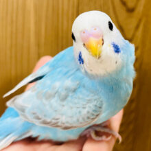 【最新画像更新🪄】おめめくりくり！甘えたさん♡セキセイインコ(スパングル) ヒナ