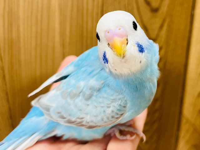 【最新画像更新🪄】おめめくりくり！甘えたさん♡セキセイインコ(スパングル) ヒナ