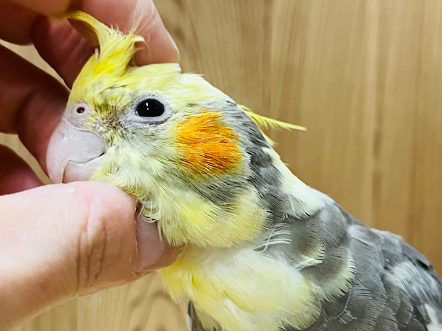 甘え方が上手な子♡なでなで大好き♡オカメインコ(パイド)