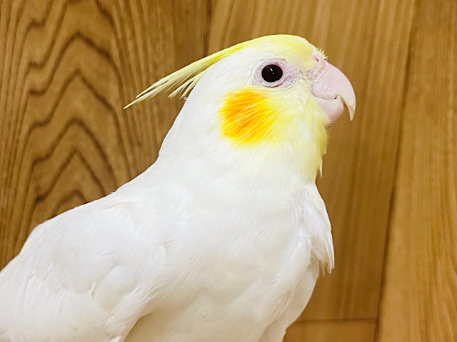 好奇心旺盛♪一緒に遊ぼう！！オカメインコ(ルチノー)