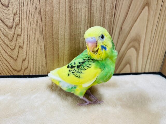 セキセイインコ