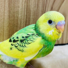 【最新画像更新🪄】将来の夢は冒険家🪄セキセイインコ(パイド) ヒナ
