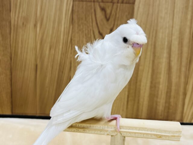 羽衣セキセイインコ