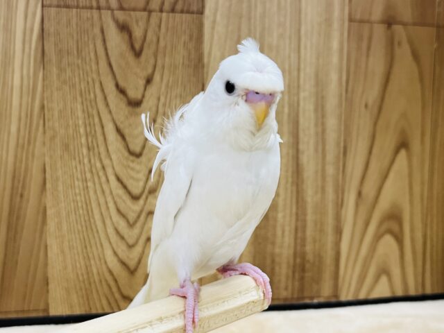 羽衣セキセイインコ