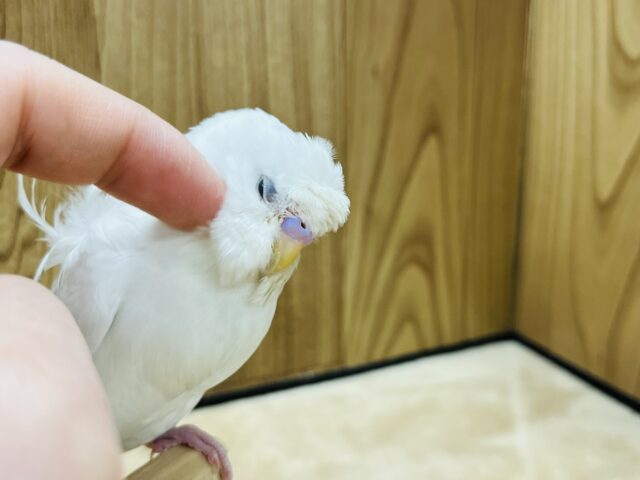 羽衣セキセイインコ