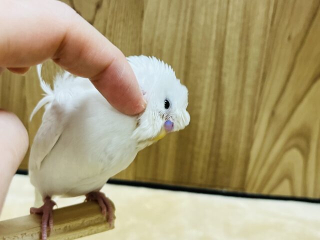 羽衣セキセイインコ