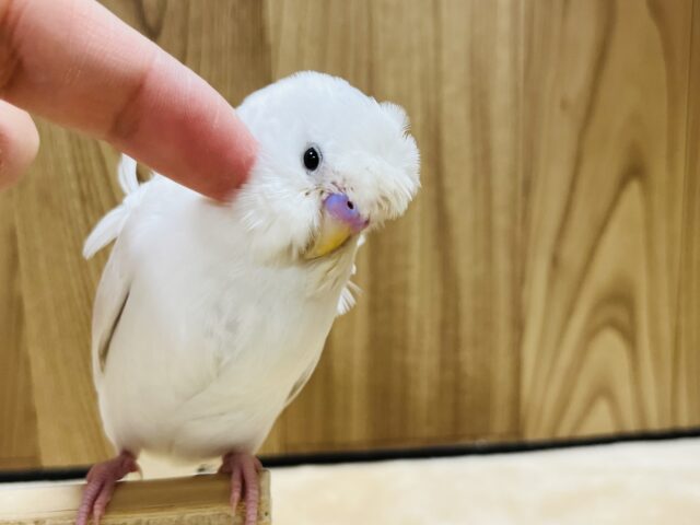 羽衣セキセイインコ