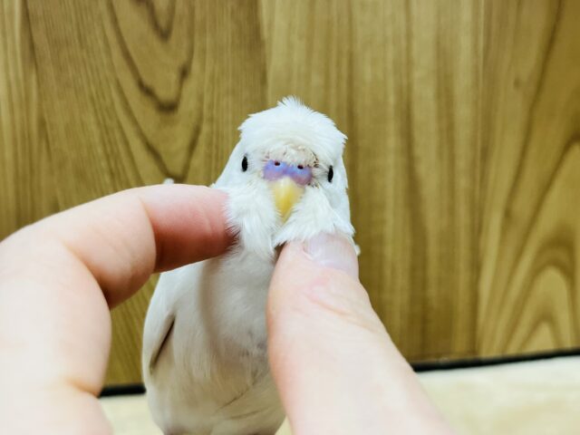 羽衣セキセイインコ