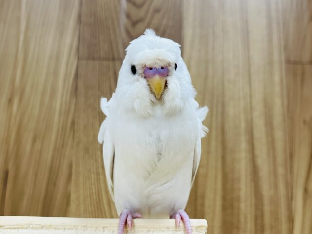 羽衣セキセイインコ