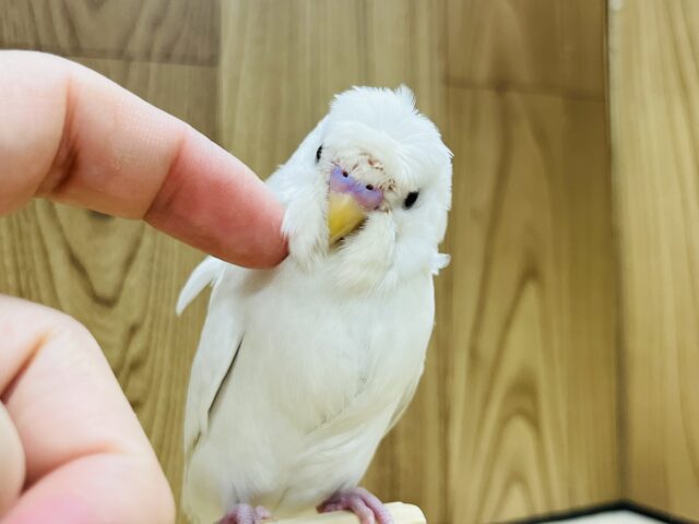 羽衣セキセイインコ