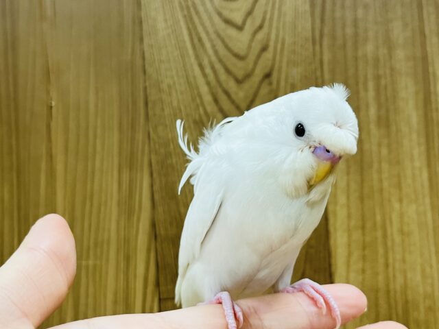 羽衣セキセイインコ