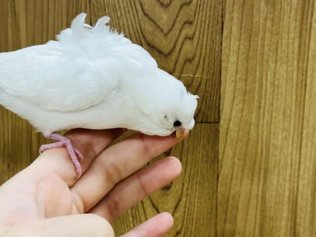 羽衣セキセイインコ